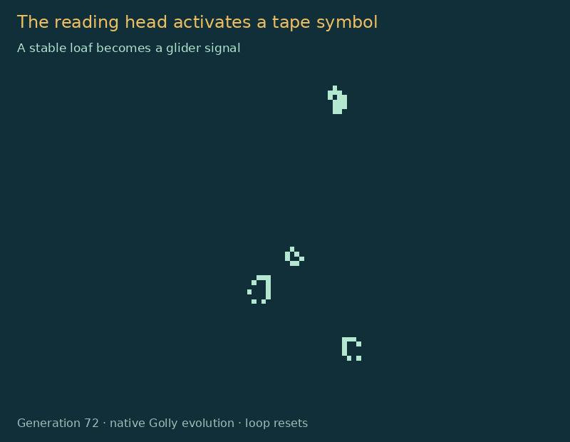 The later reading head activates its seven-cell loaf.